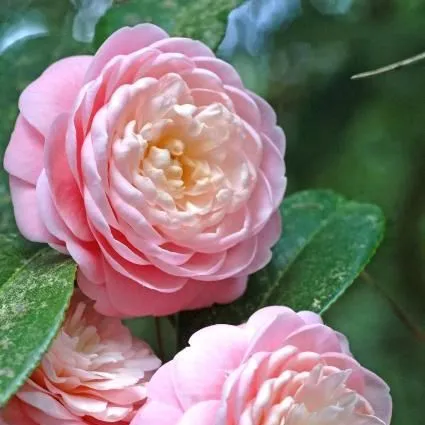 thumbnail for publication: Camellias at a Glance